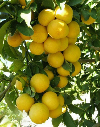 نهال لیمو مکزیکن لایم