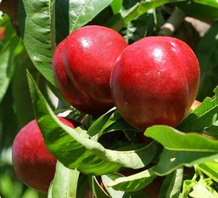 خرید نهال شلیل سان کینگ