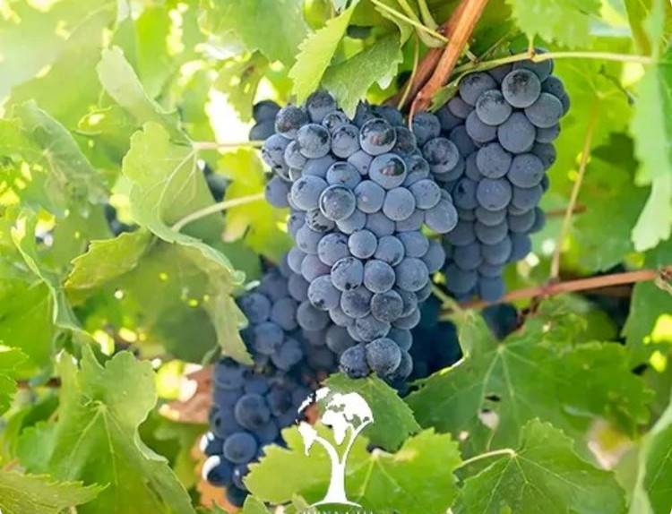 نهال انگور سردشت