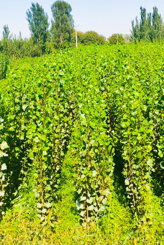 صنوبر کبوده