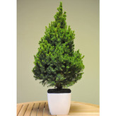 نهال کاج شاداب