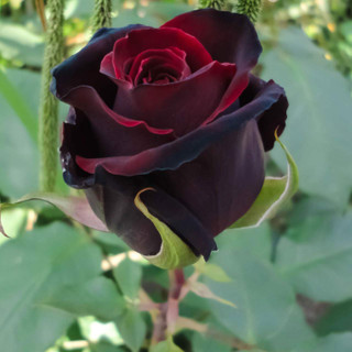 خرید رز هلندی سیاه خاص