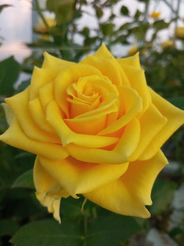 گل رز هلندی زرد