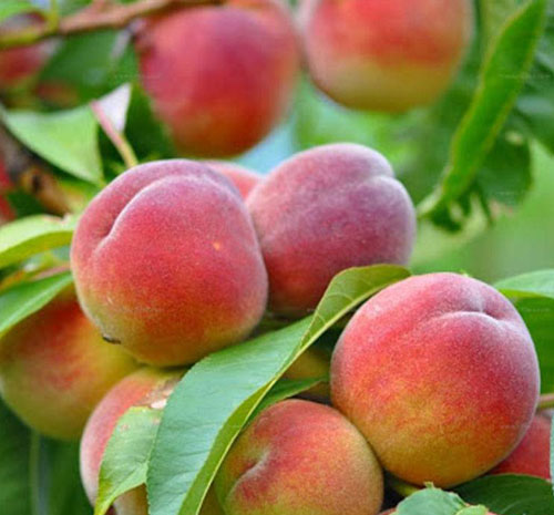 نهال هلو پلاستیکی