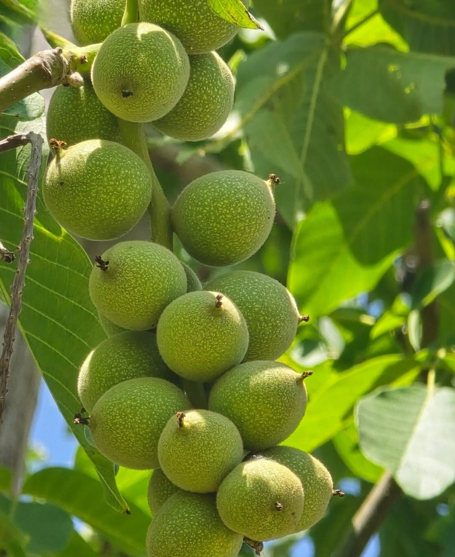 نهال گردو پکان