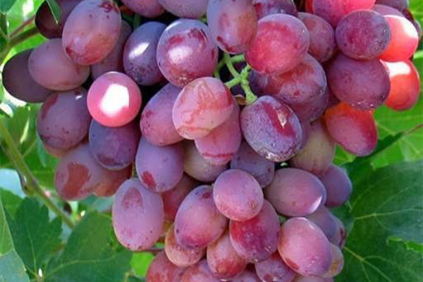 نهال انگور صاحبی قرمز