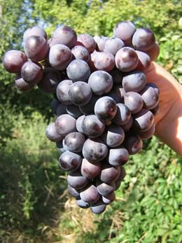 نهال انگور صاحبی سیاه