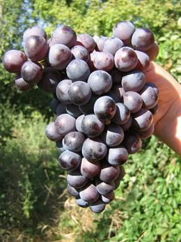 نهال انگور صاحبی سیاه