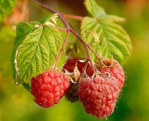 نهال رازبری قرمز