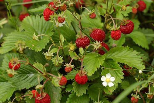 نهال توت فرنگی