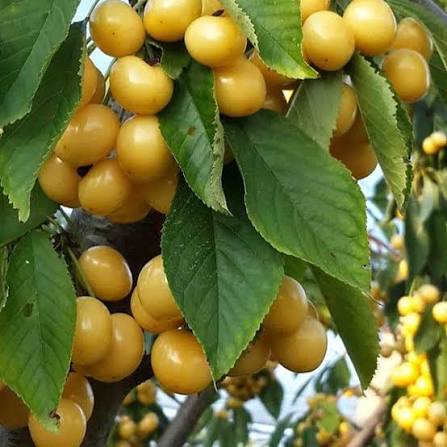 نهال گیلاس سفید