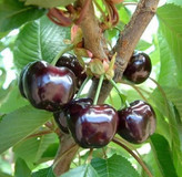 نهال گیلاس سیاه خونی