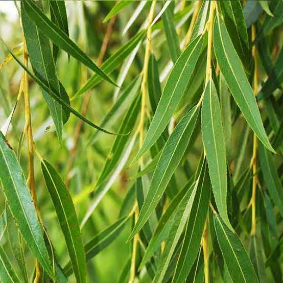 نهال بید مجنون