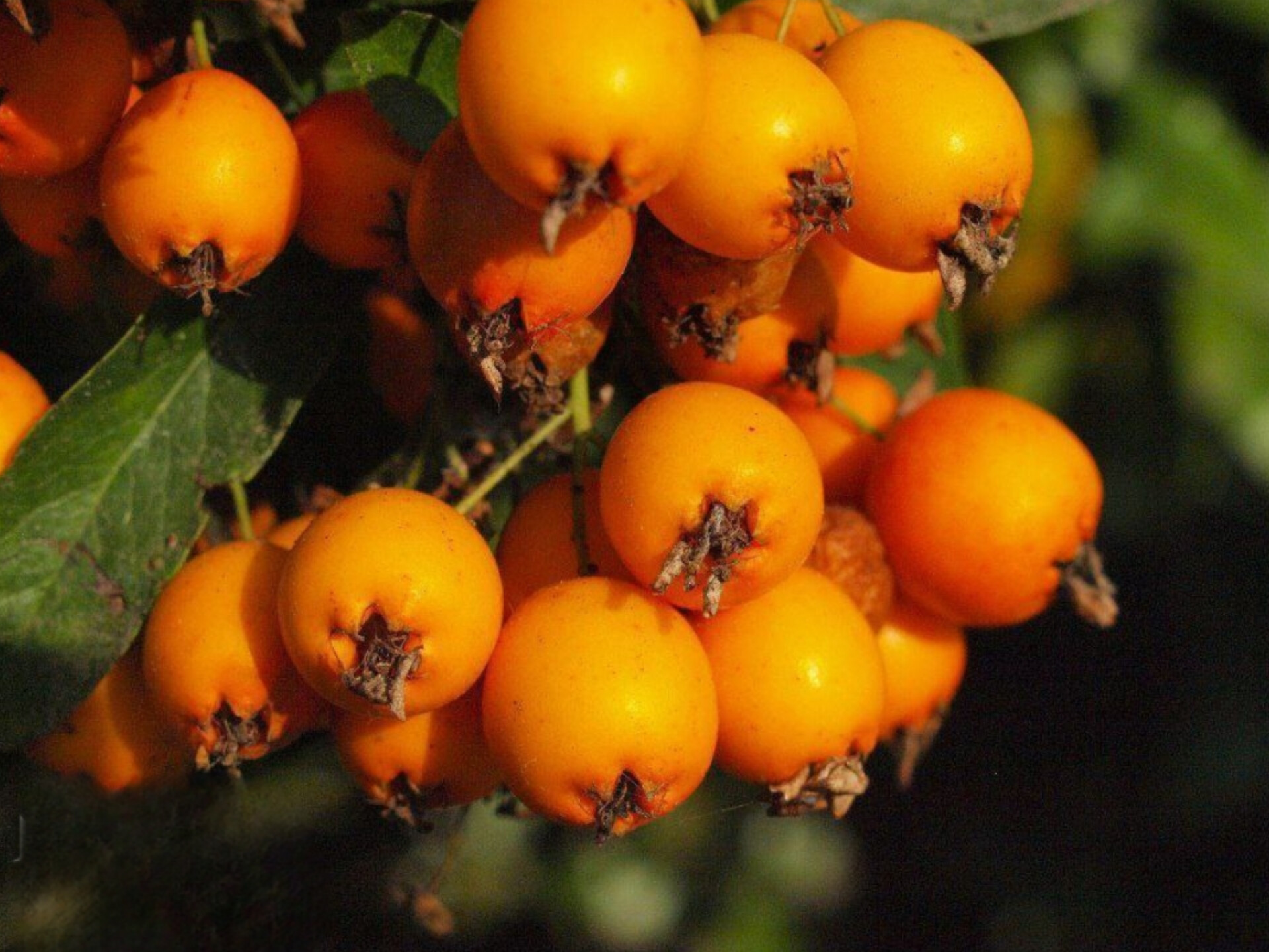 نهال زالزالک