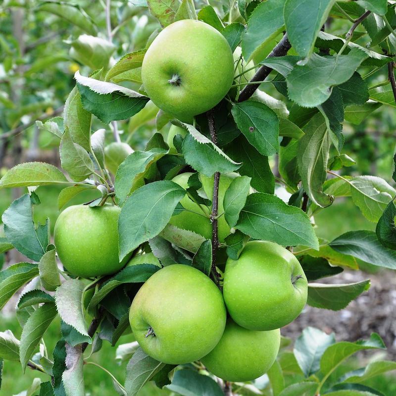 نهال سیب ترش