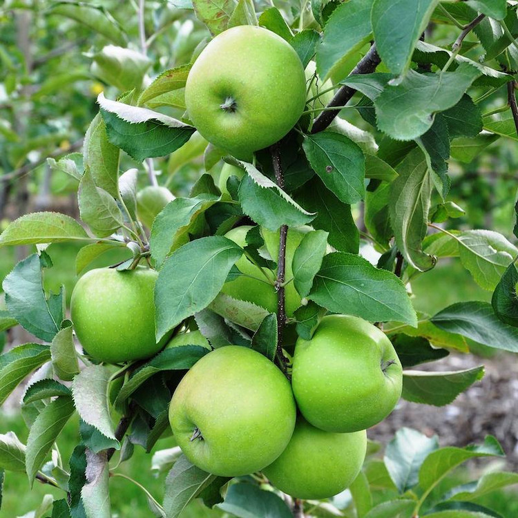 نهال سیب ترش