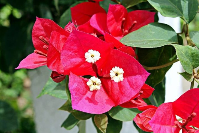 گل کاغذی قرمز