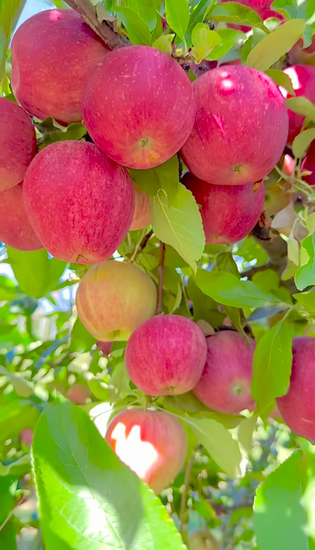 نهال سیب مراغه