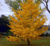 نهال ژینکو پایه کوتاه