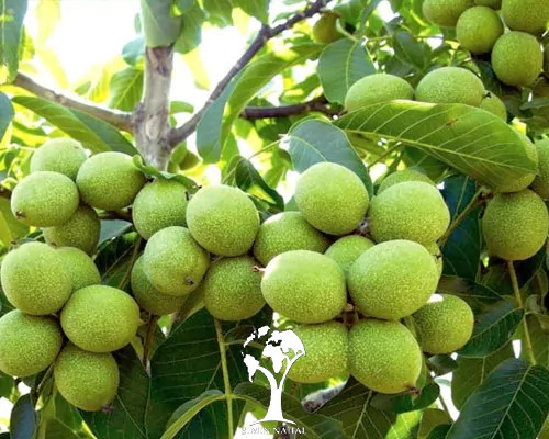 نهال گردو اسرائیلی خوشه ای