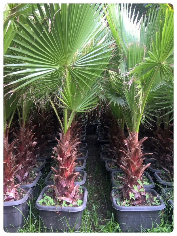 نخل زینتی پالم