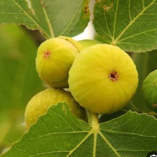 نهال انجیر زرد عسلی