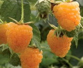 نهال رازبری زرد