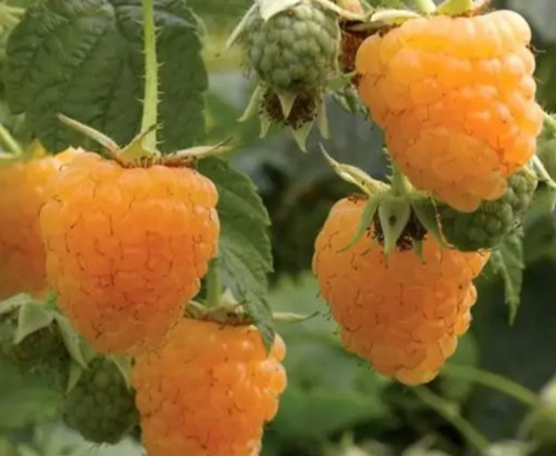 نهال رازبری زرد