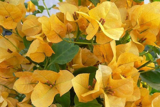 نهال گل کاغذی زرد