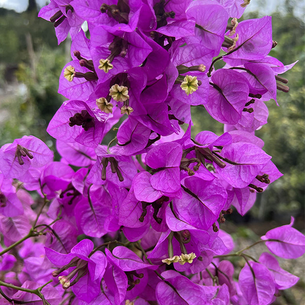 نهال گل کاغذی بنفش