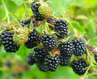 نهال رازبری سیاه بدون خار