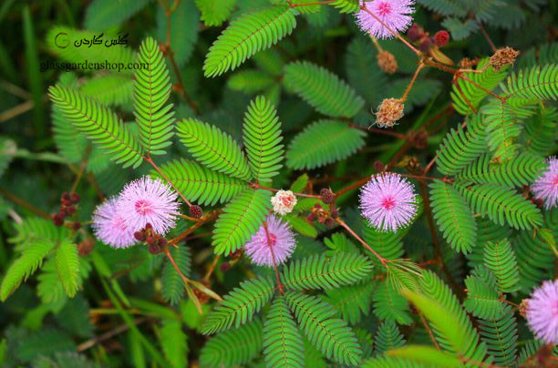 نهال گل قهر و آشتی