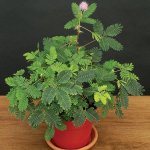 نهال گل قهر و آشتی گلی که خیلی ناز داره!