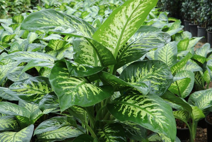 نهال گل دفین باخیا