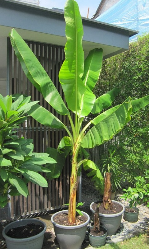 نهال موز برای کاشت در خانه و باغ