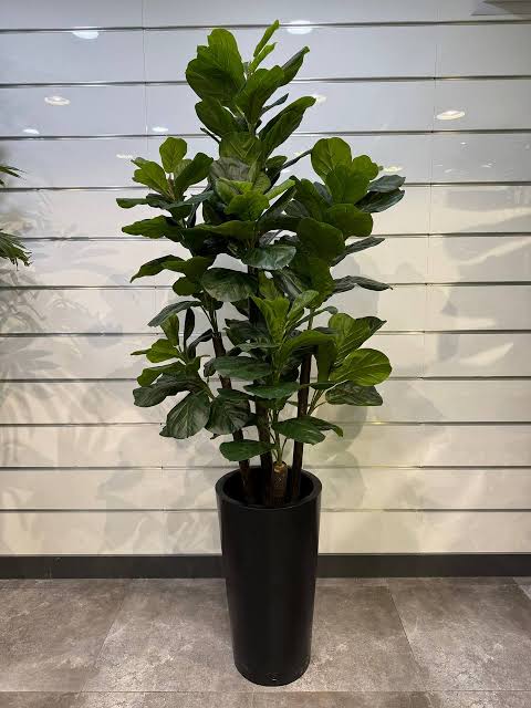 نهال گل فیکوس