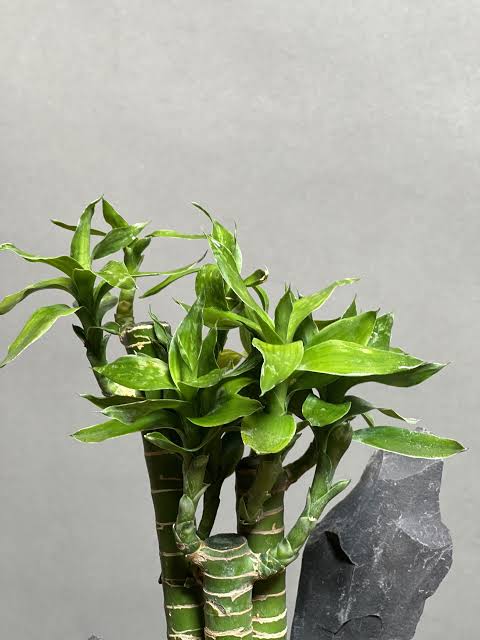 نهال بامبو لوتوس