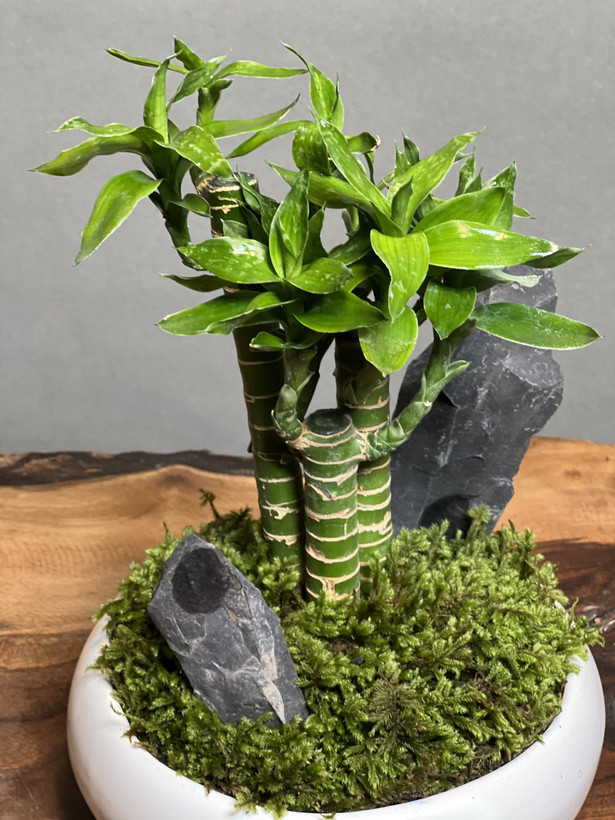 نهال بامبو لوتوس انتخابی خاص برای منزل و محل کسب