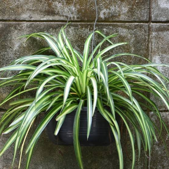 نهال گل گندمی گیاهی زیبا