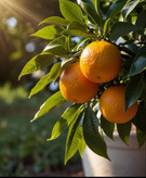 نهال پرتقال