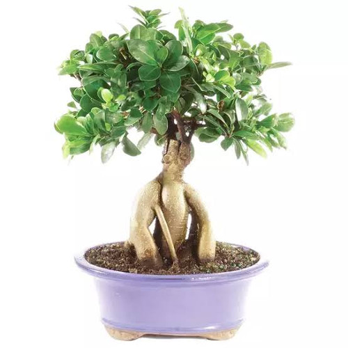 نهال بونسای