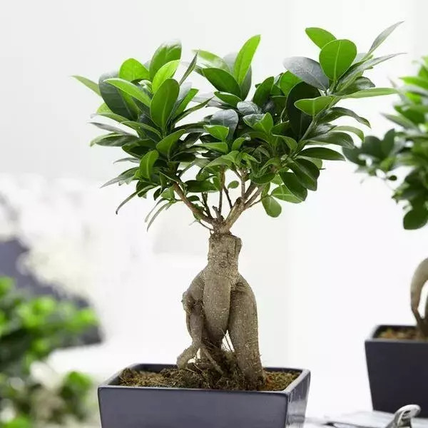 نهال بونسای نهال زینتی خاص برای افراد خاص