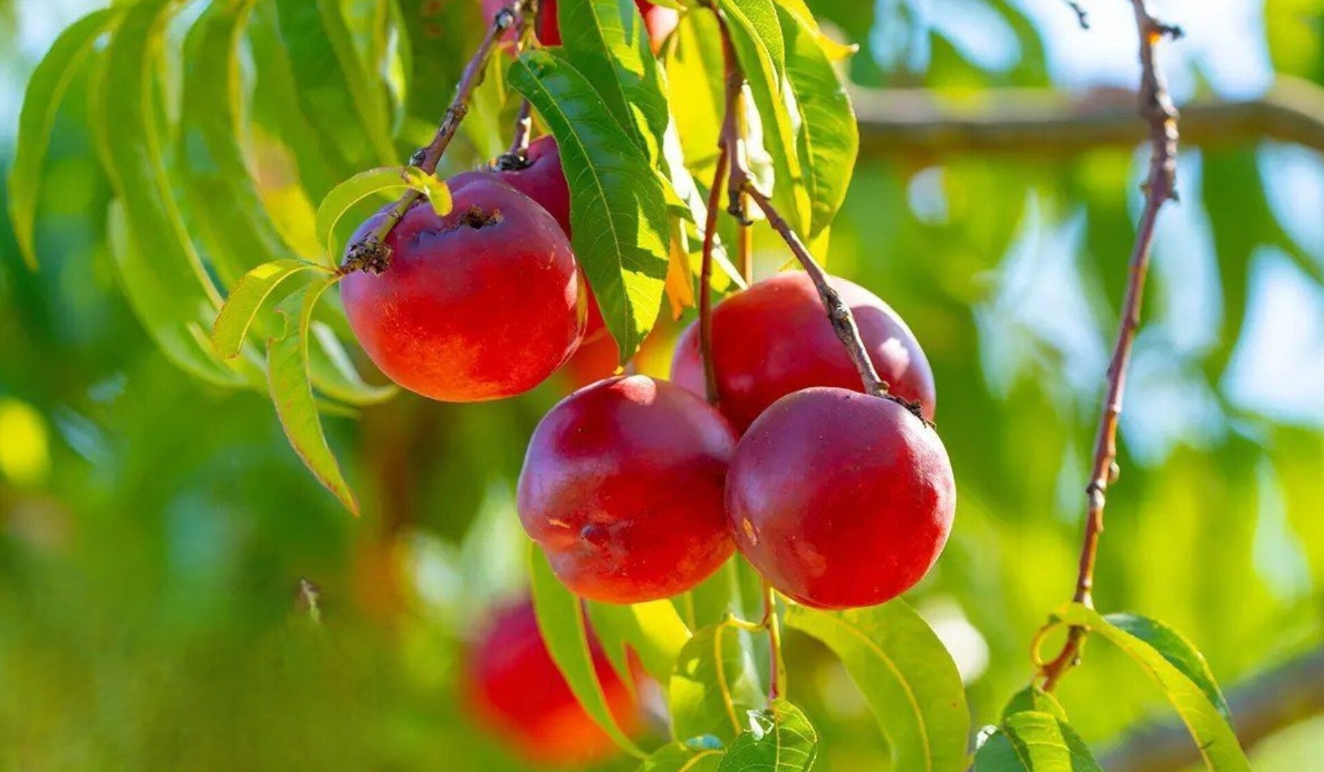 نهال شلیل رفعتی