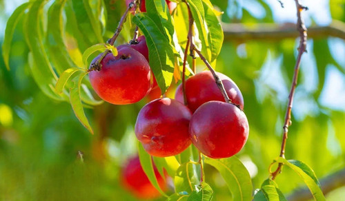 نهال شلیل رفعتی