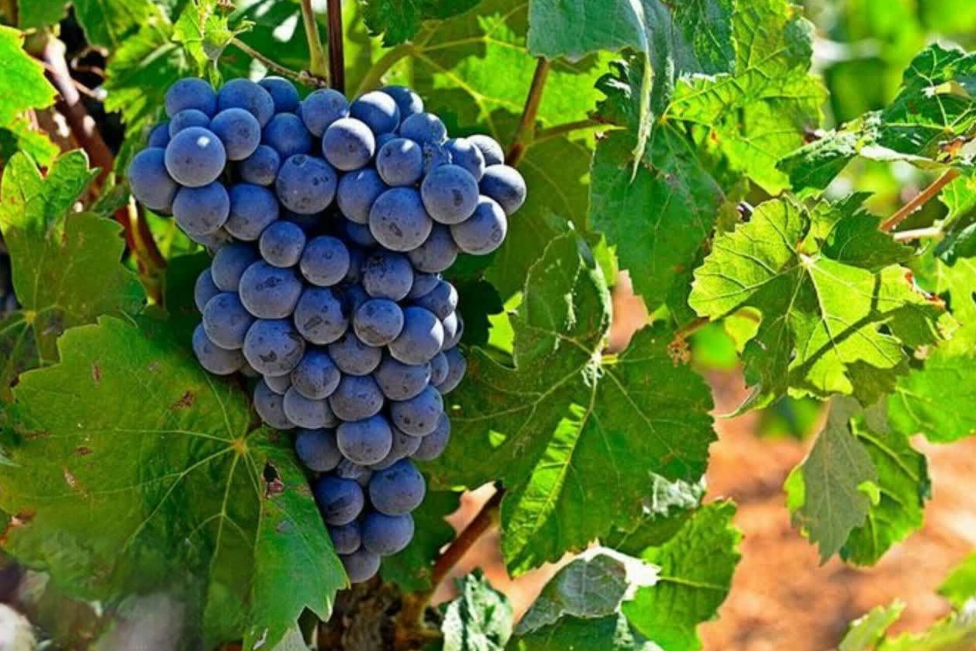 نهال انگور والنسیا