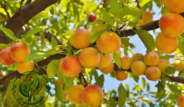 نهال زردالو جهانگیری