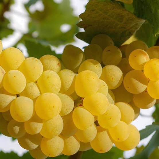 نهال انگور سفید شیرین گلدانی