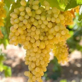 نهال انگور سفید بی دانه