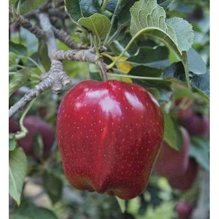 نهال سیب توسرخ درشت