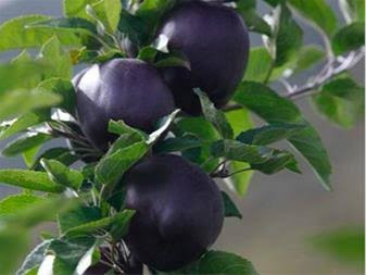 نهال سیب سیاه جرومین